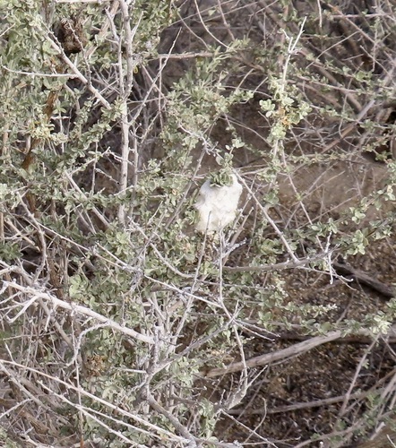 Unknown species found near Riverside County, CA, USA