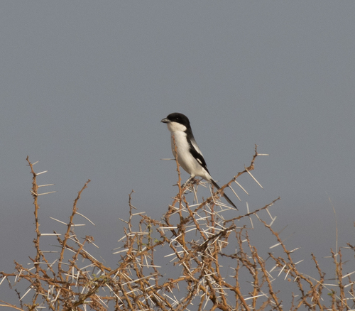 Somali Fiscal (Lanius somalicus)
