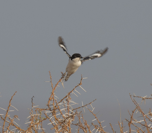Somali Fiscal (Lanius somalicus), photo 2