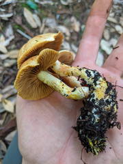 Cortinarius rubiginosus