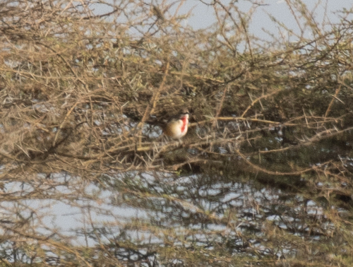 Rosy-patched Bushshrike (Rhodophoneus cruentus), photo 6