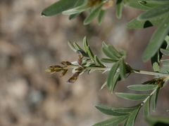 Tephrosia apollinea