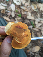 Cortinarius rubiginosus