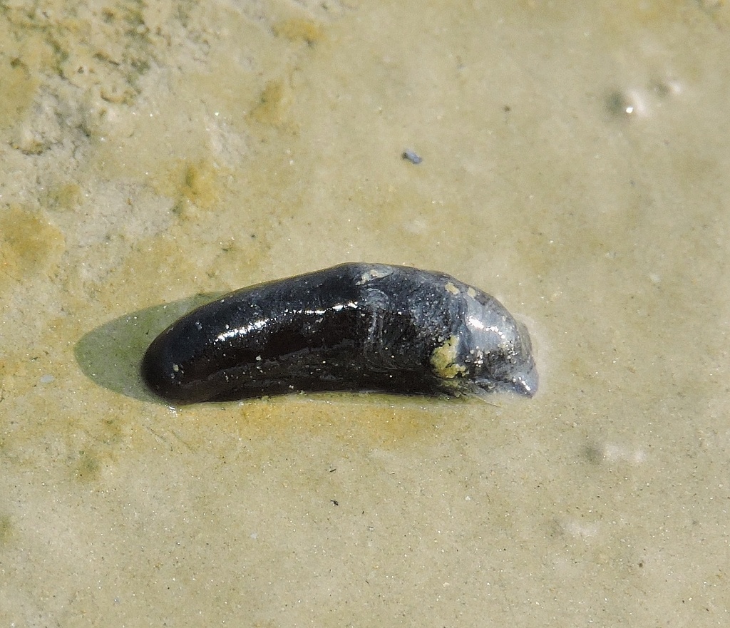 Bay of Bengal head-shield sea slug
