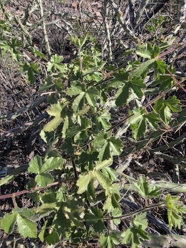 Passiflora arizonica