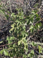 Passiflora arizonica