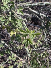 Passiflora arizonica, photograph (c) Adrian Bojorquez, some rights reserved (CC BY-SA)