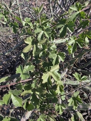 Passiflora arizonica, photograph (c) Adrian Bojorquez, some rights reserved (CC BY-SA)