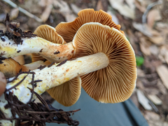 Cortinarius rubiginosus