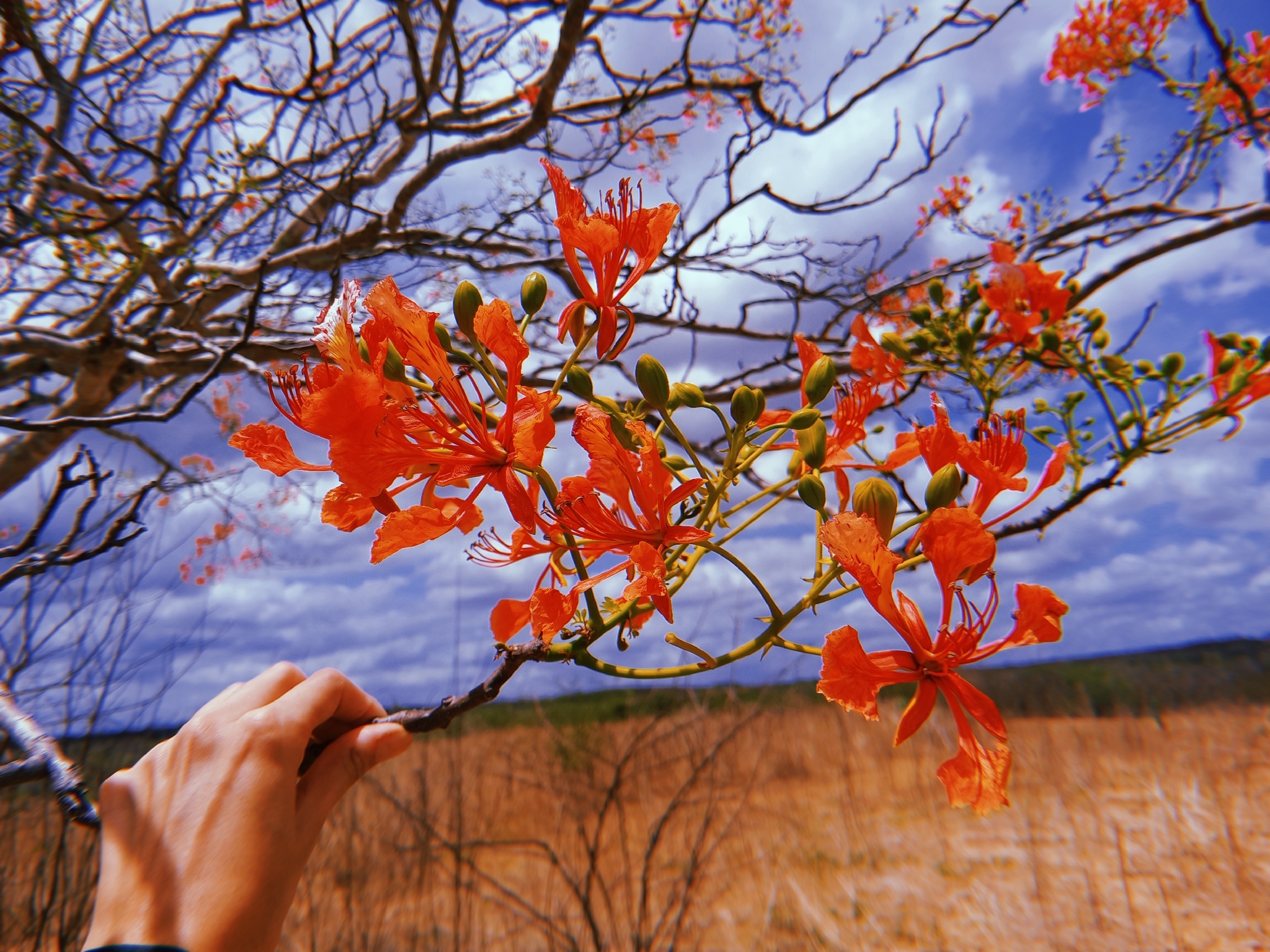Delonix regia