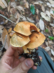 Cortinarius rubiginosus