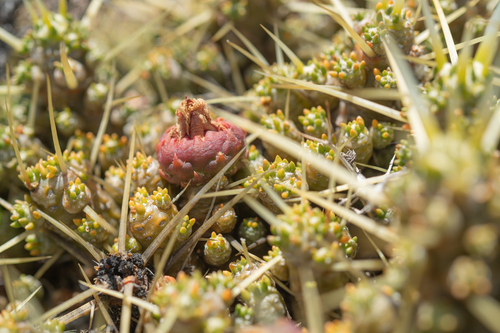 Maihuenia patagonica, photograph 5