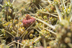 Maihuenia patagonica, photograph (c) Morten Ross, some rights reserved (CC BY)