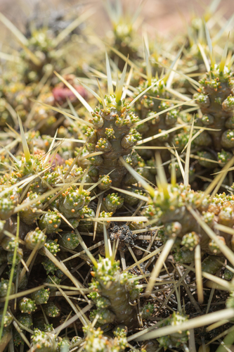 Maihuenia patagonica, photograph 6