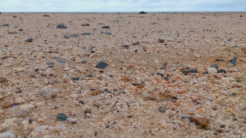 iNaturalist: (c) Chantelle Bosch, some rights reserved (CC BY-NC), uploaded by Chantelle Bosch iNaturalist image