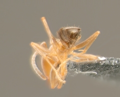 Forelius pruinosus