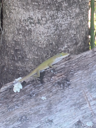 Anolis carolinensis observed 2025-12-14