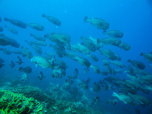 Bumphead Parrotfish