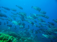 Bumphead Parrotfish