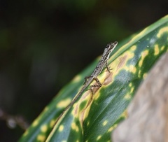 Anolis alutaceus