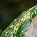 Blue-eyed Grass-bush Anole - Photo (c) Alexis Felipe, some rights reserved (CC BY-NC), uploaded by Alexis Felipe