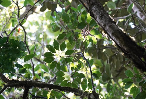 Sciodaphyllum pittieri image