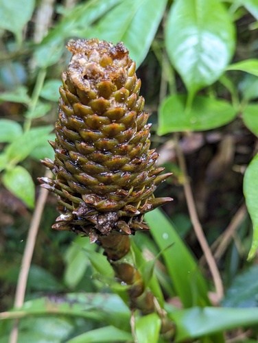 Guzmania coriostachya, photograph 2