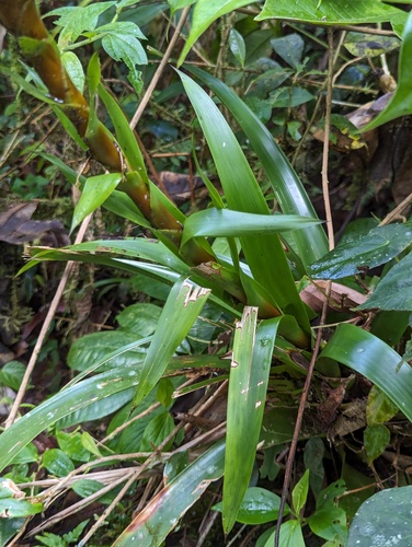 Guzmania coriostachya