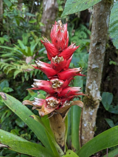 Cipuropsis capituligera, photograph 3