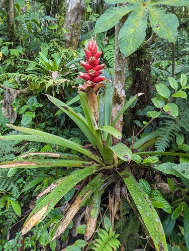 Cipuropsis capituligera, photograph 4