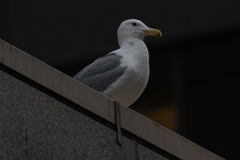 Larus