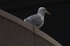 Larus