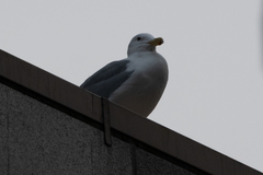Larus