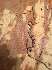 Xenodon rabdocephalus