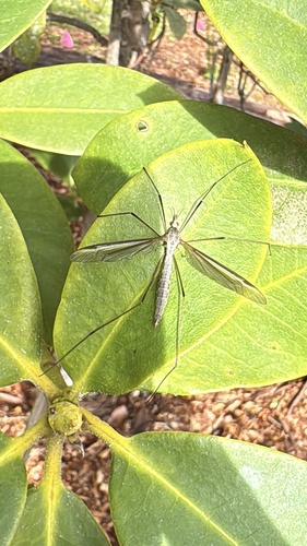 Unknown species found near Cal Poly Humboldt, Arcata, CA, US