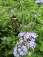 Pteronymia cotytto cotytto