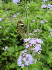 Pteronymia cotytto cotytto