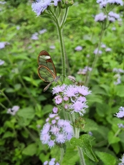 Pteronymia cotytto cotytto