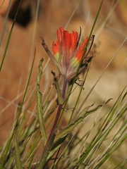Castilleja martini martini