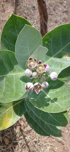 giant milkweed