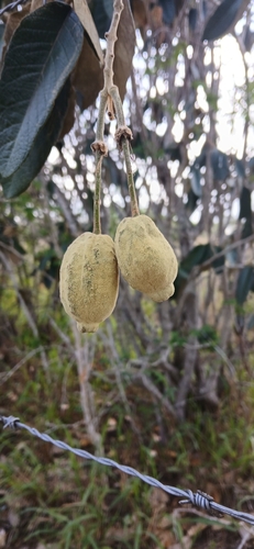 Colicodendron yco