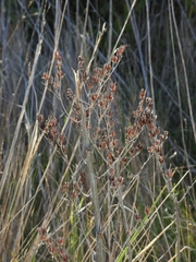 Dudleya palmeri