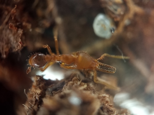 Strumigenys denticulata