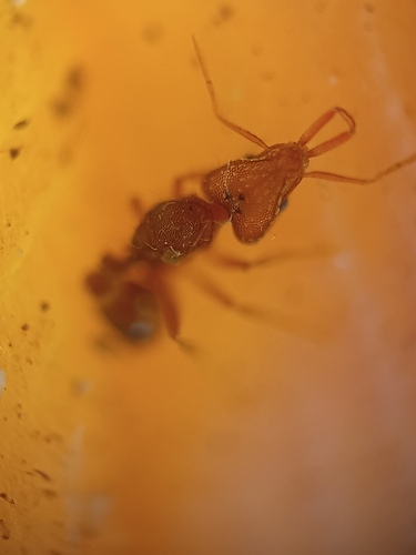 Strumigenys elongata