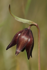 Fritillaria biflora biflora