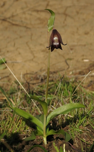 Fritillaria biflora var. biflora