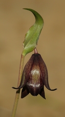 Fritillaria biflora biflora