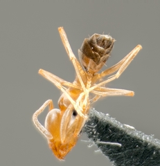 Forelius pruinosus