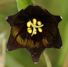 Fritillaria biflora biflora