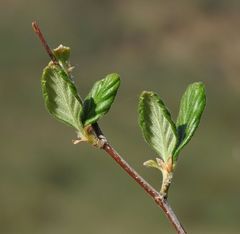 Cercocarpus betuloides blancheae
